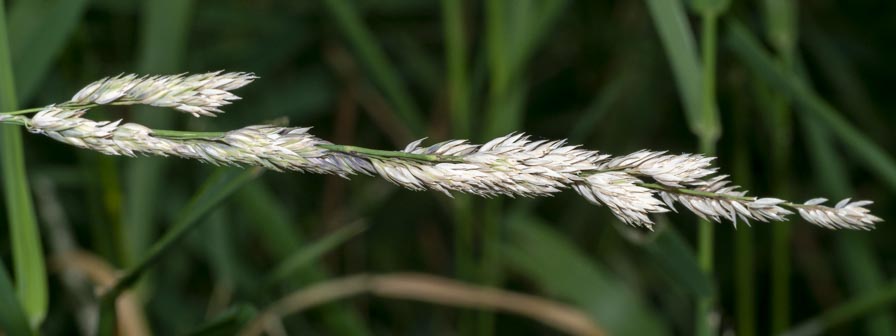 Poaceae ambiente umido montano: Phalaris arundinacea